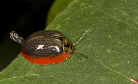 صورة <i>Paropsisterna agricola</i>