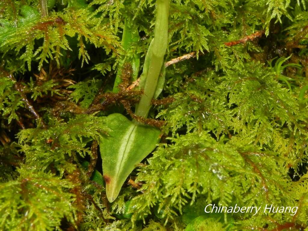 Image of Goodyera nankoensis Fukuy.