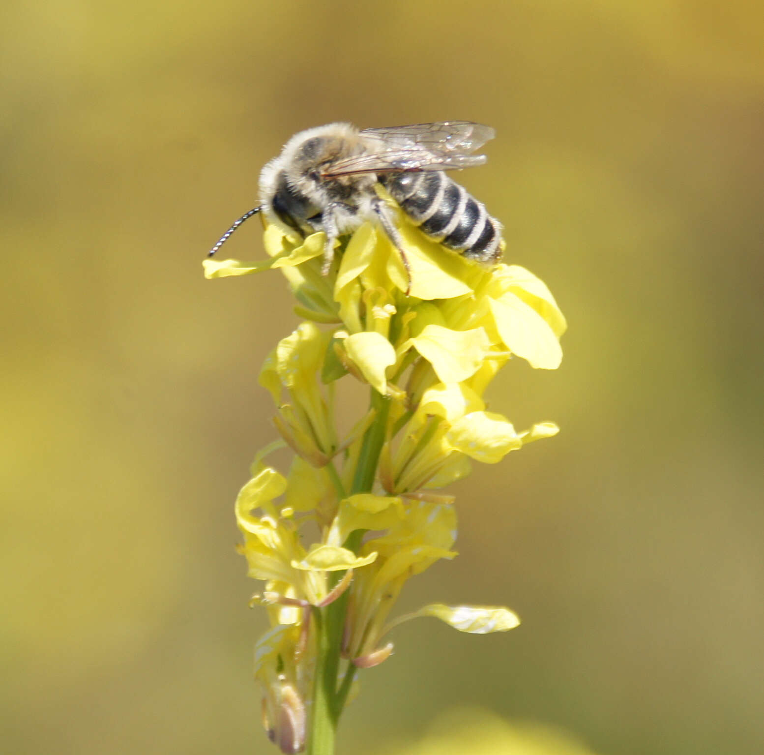 Image of Andrena savignyi Spinola 1838