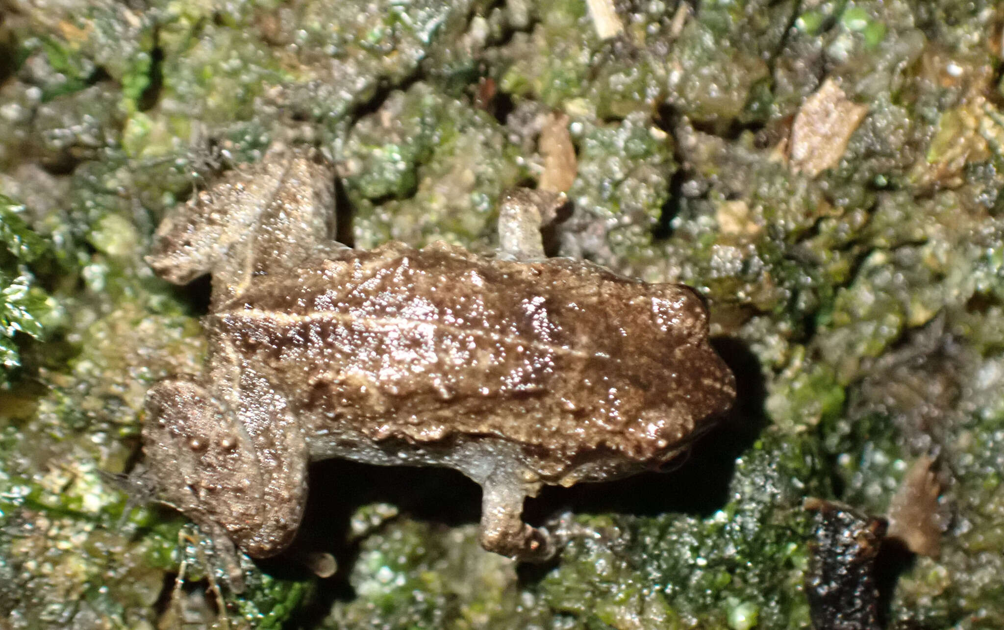 Image of Hosmer's Frog