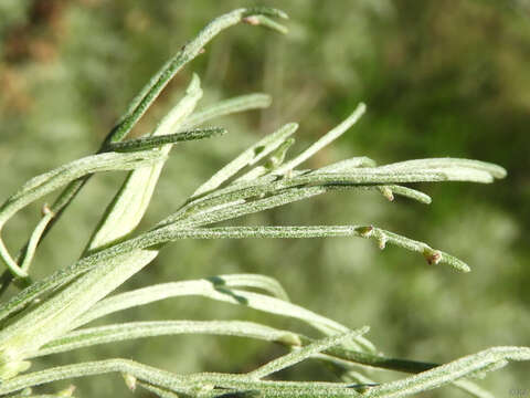 Imagem de Rhopalomyia clinata Gagne 1975