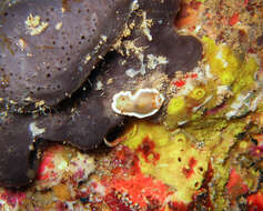 Image of Red-margined orange slug