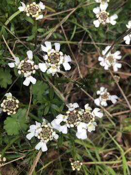 Plancia ëd Iberis sempervirens L.