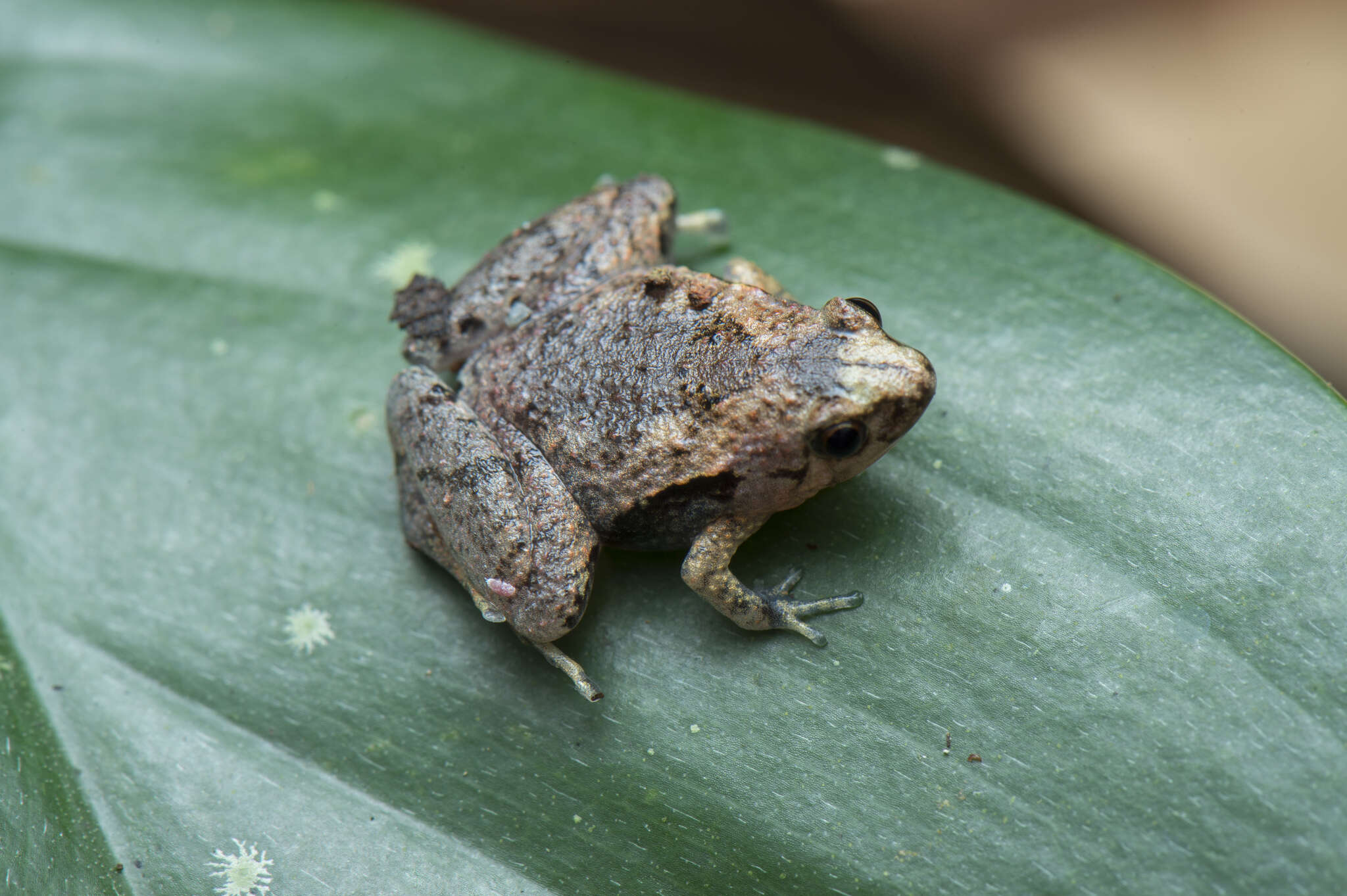 Image of Bornean Chorus Frog