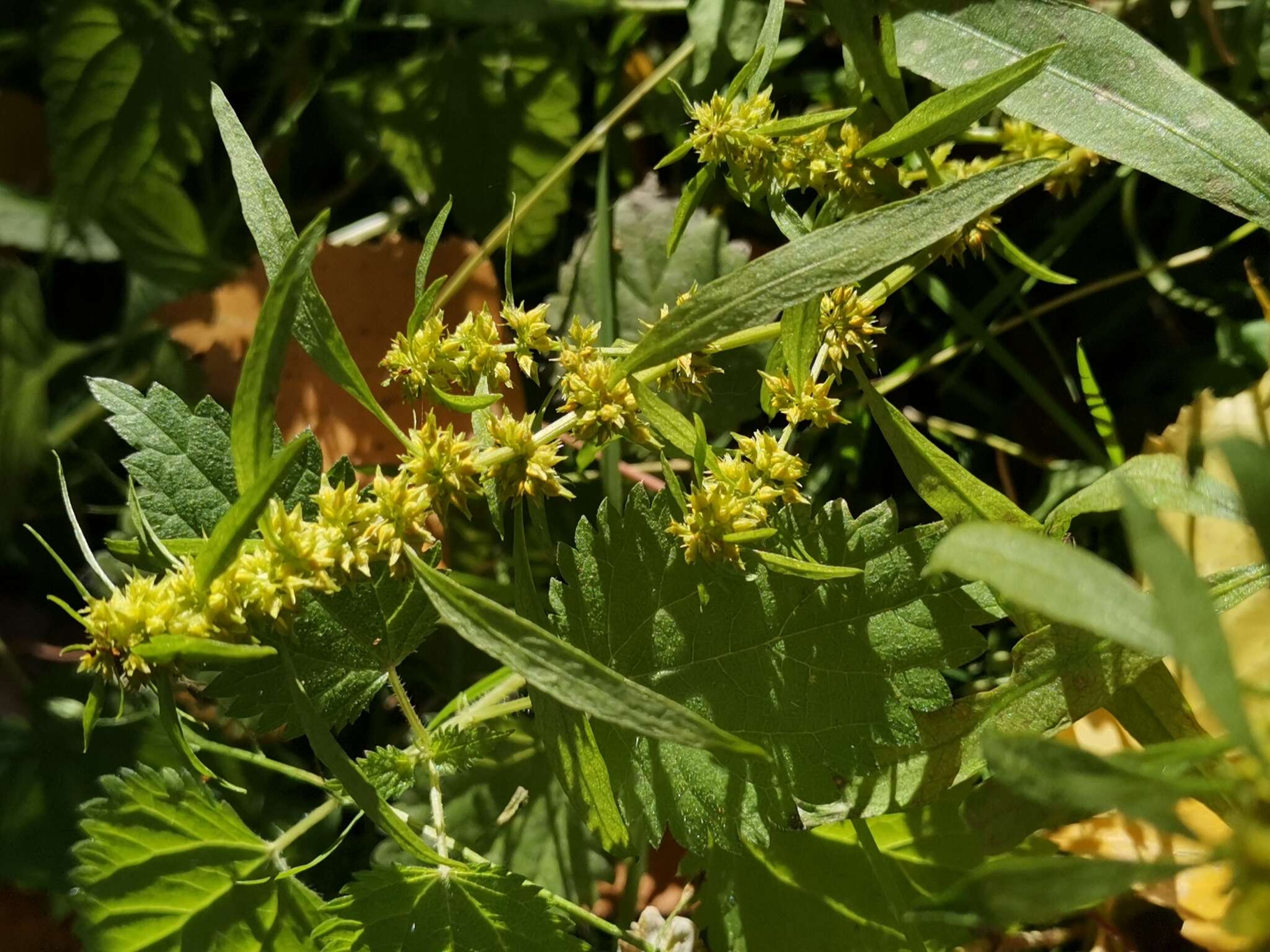 Imagem de Rumex rossicus Murb.