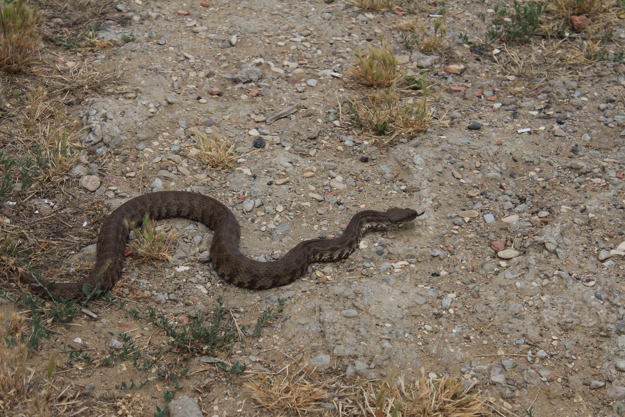 Sivun Macrovipera lebetinus obtusa (Dwigubsky 1832) kuva