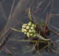 Image of Petasites spurius (Retz.) Rchb.