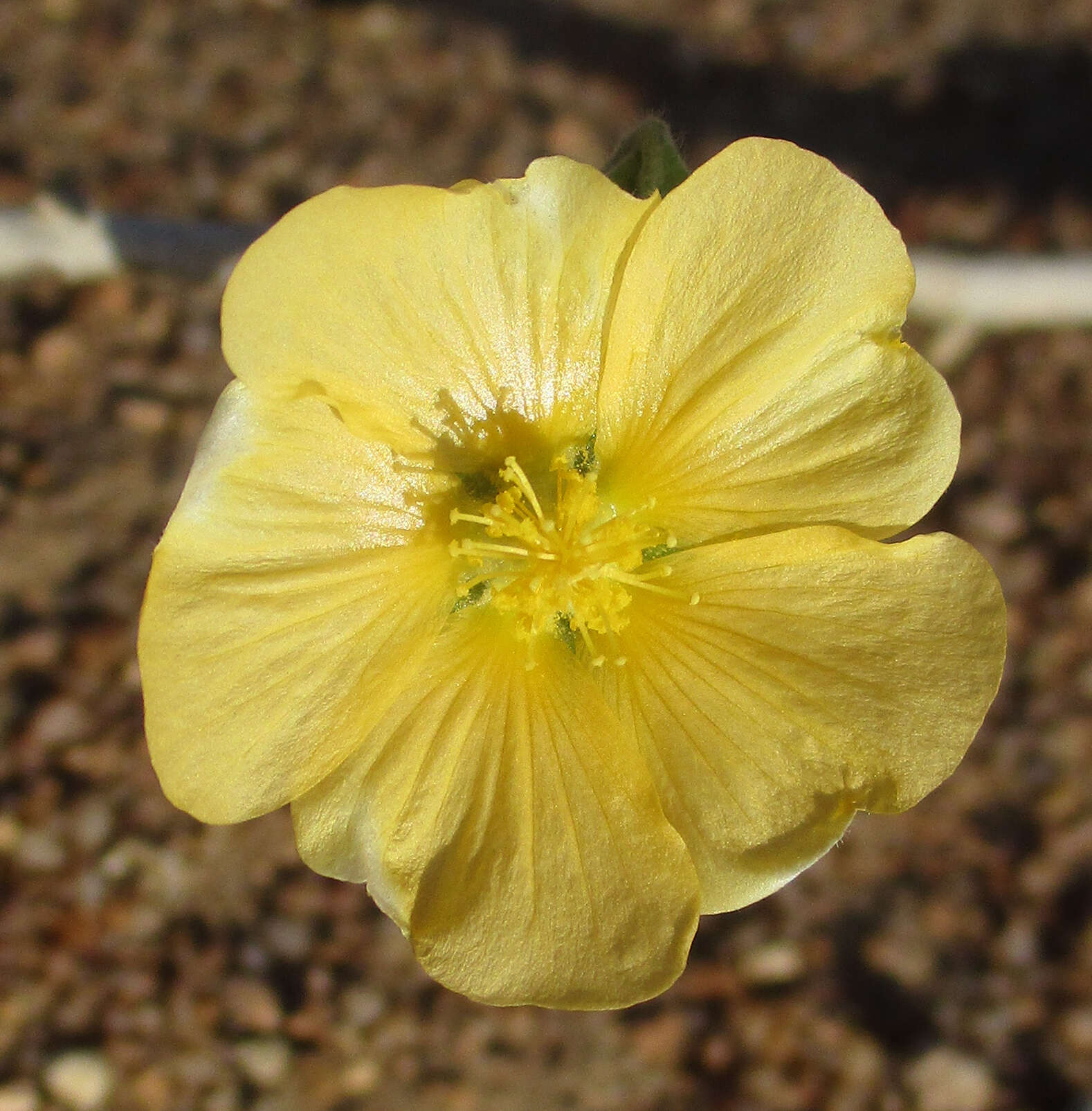 Image of Abutilon austroafricanum Hochr.