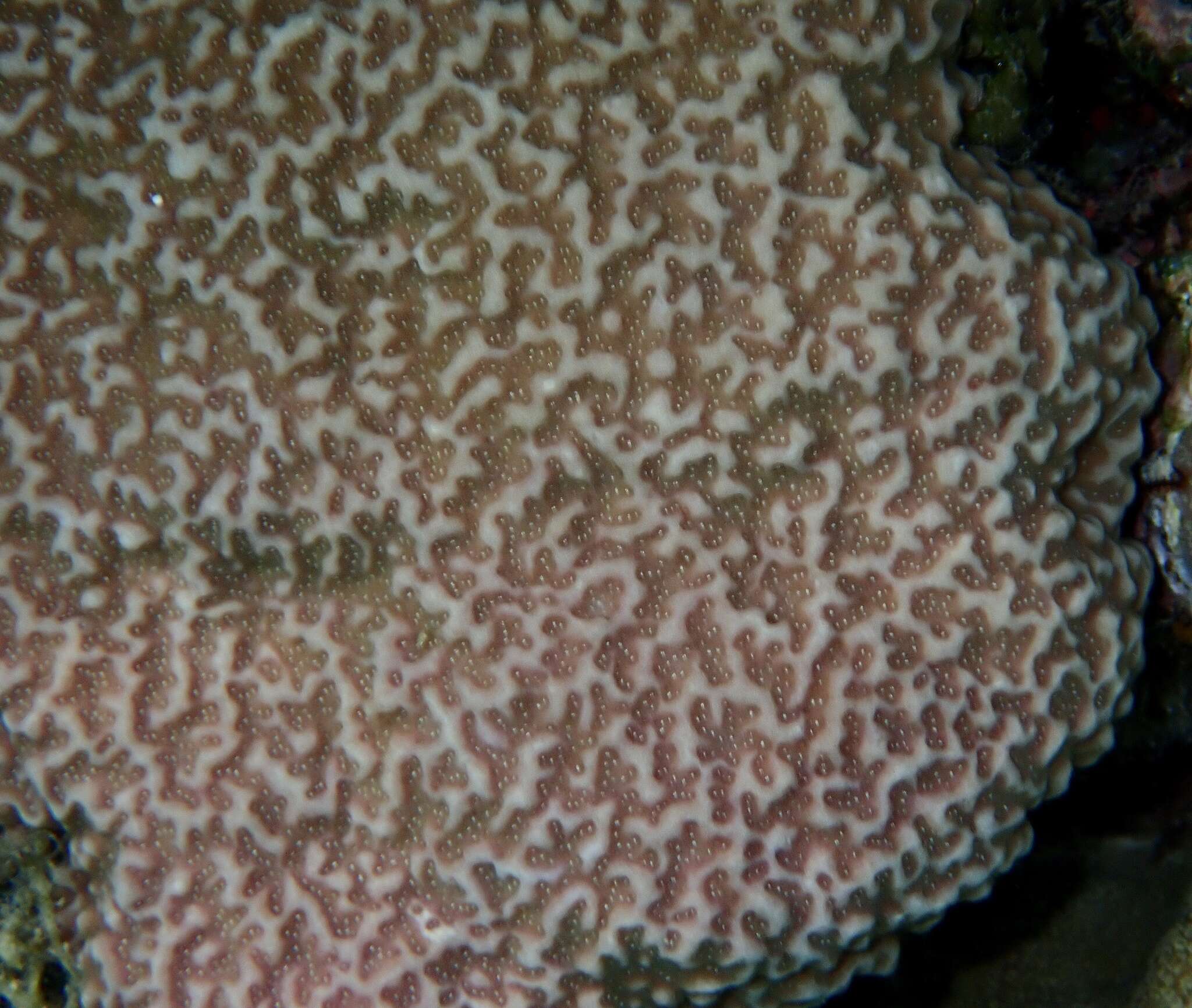 Image of Column coral