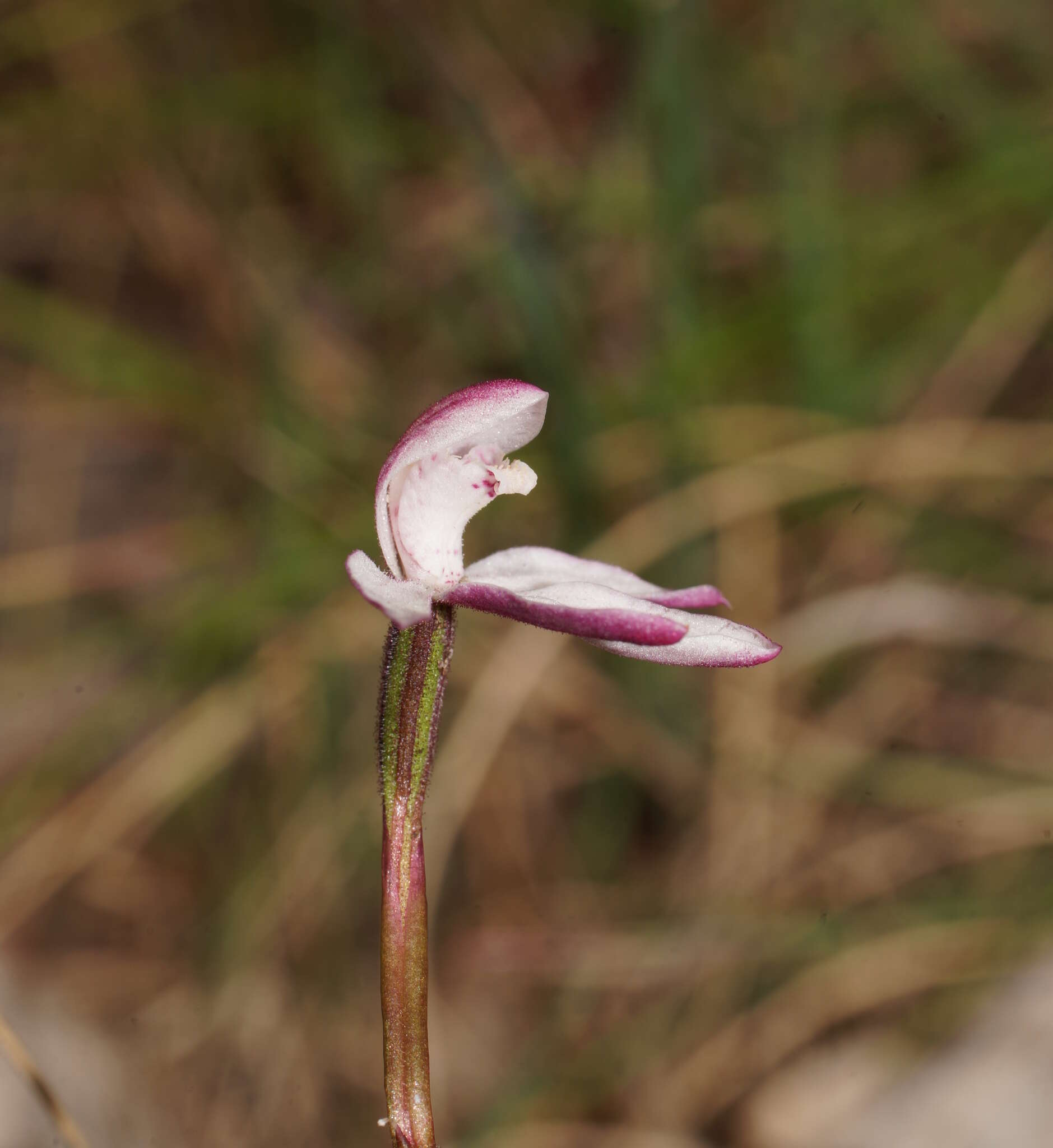 Image of Caladenia lyallii Hook. fil.