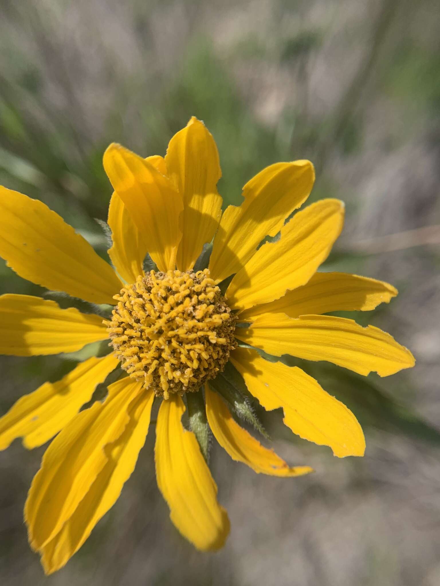 صورة Helianthella californica A. Gray