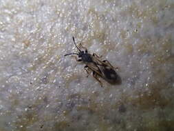 Image of European Chinchbug