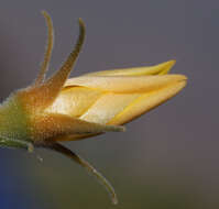 صورة Mentzelia inyoensis H. J. Thomps. & Prigge