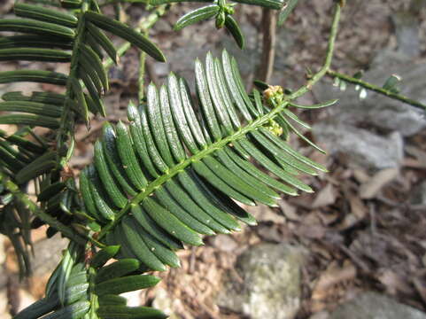 Imagem de <i>Cephalotaxus harringtonia</i>