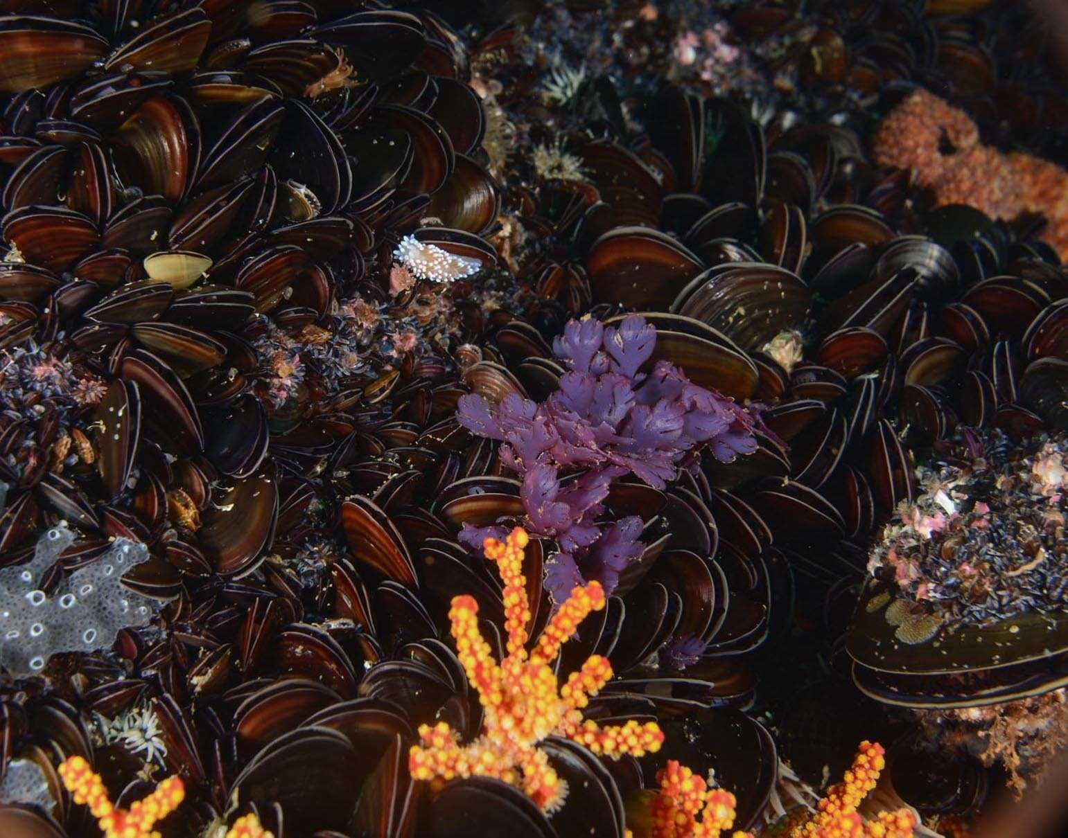 Image of black mussel