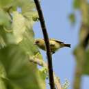 Image of Santa Cruz White-eye