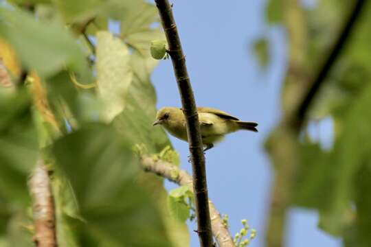 Image of Santa Cruz White-eye