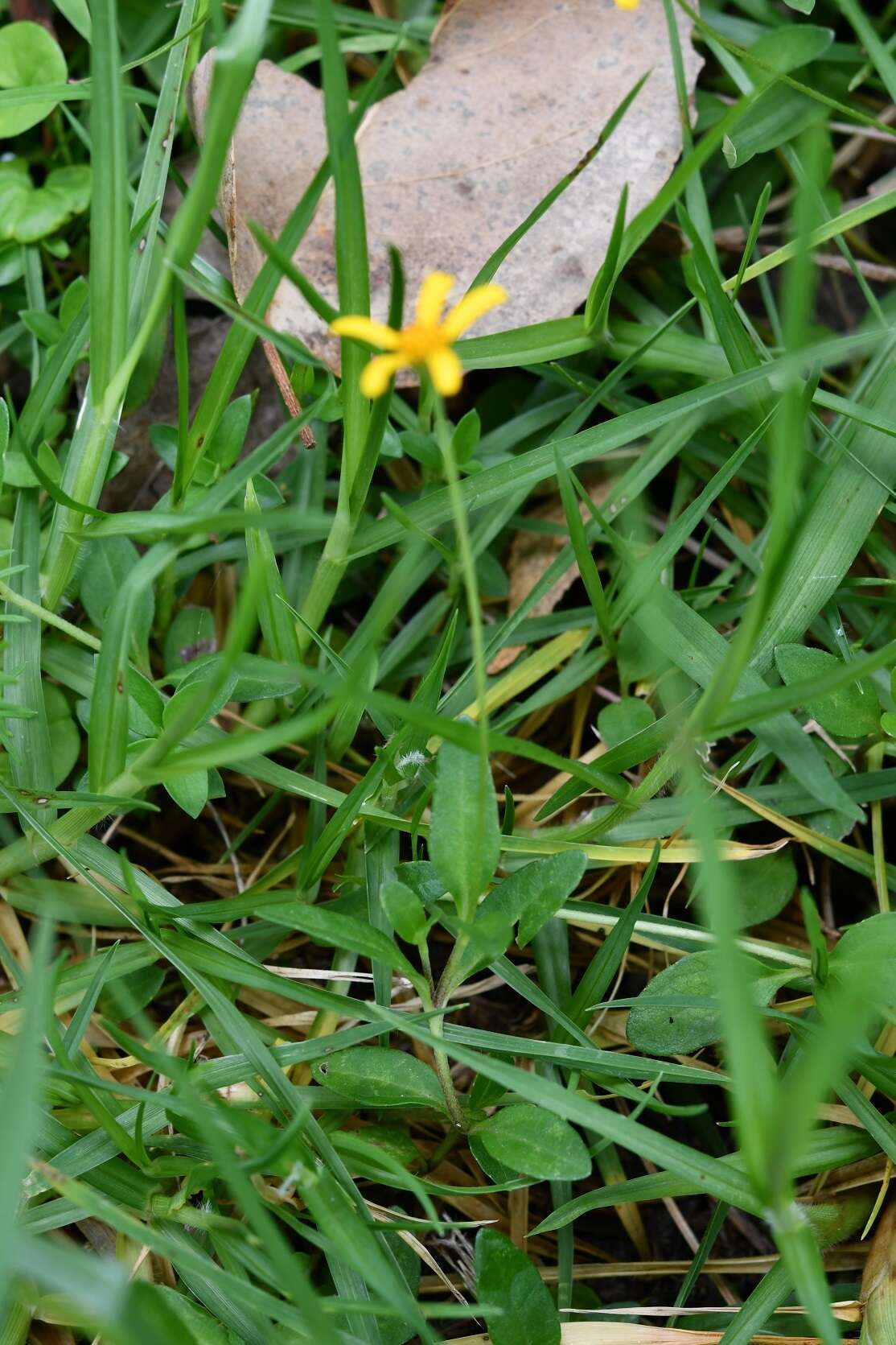 Sivun Acmella oppositifolia (Lam.) R. K. Jansen kuva