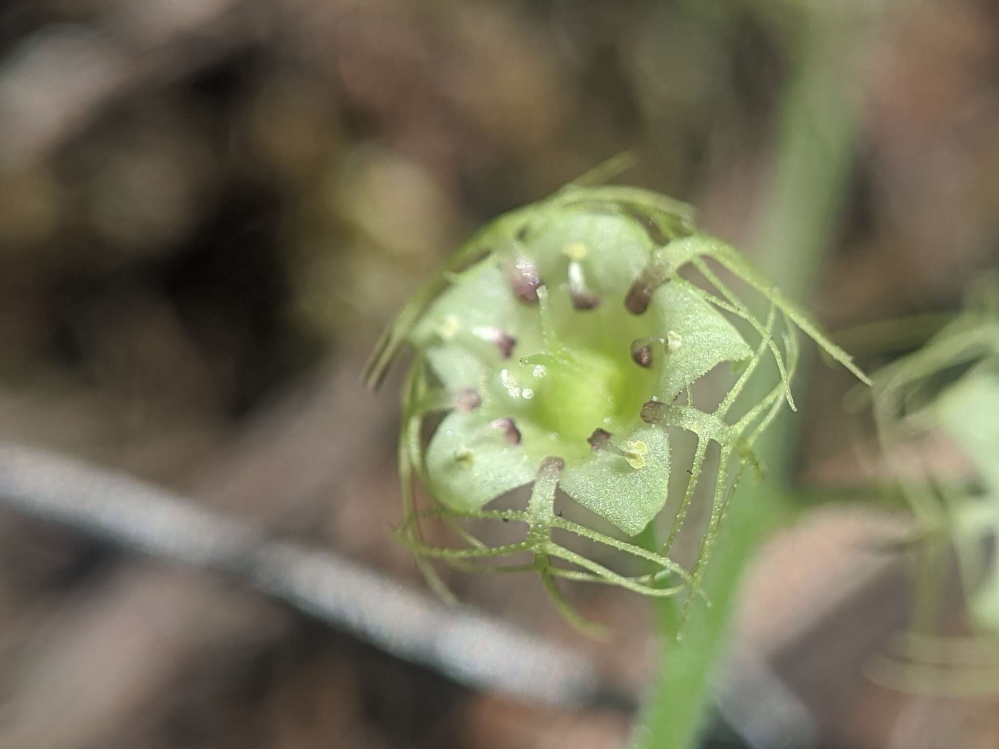 Image of slightstemmed miterwort