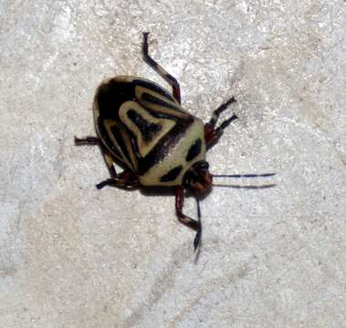 Image of Two-spotted Stink Bug