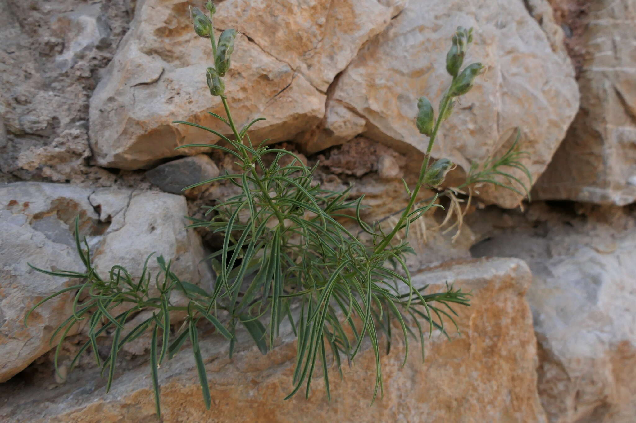 Image of Antirrhinum litigiosum Pau