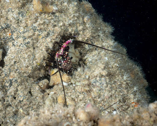 Image of Banded Spiny Lobster