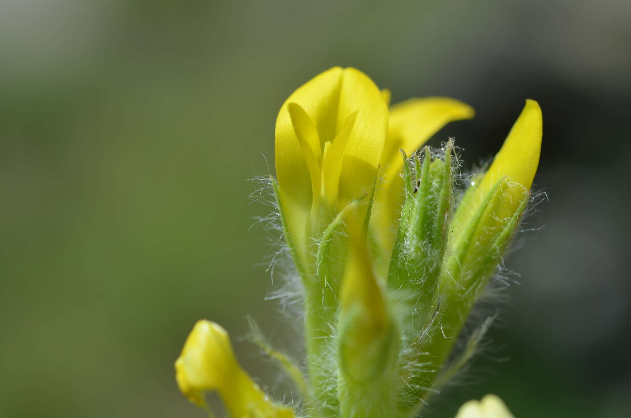 Imagem de Astragalus schanginianus Pall.