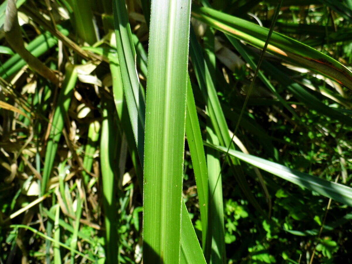 Image of purple pampas grass