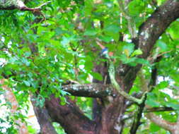 Image de Drongo à ventre blanc