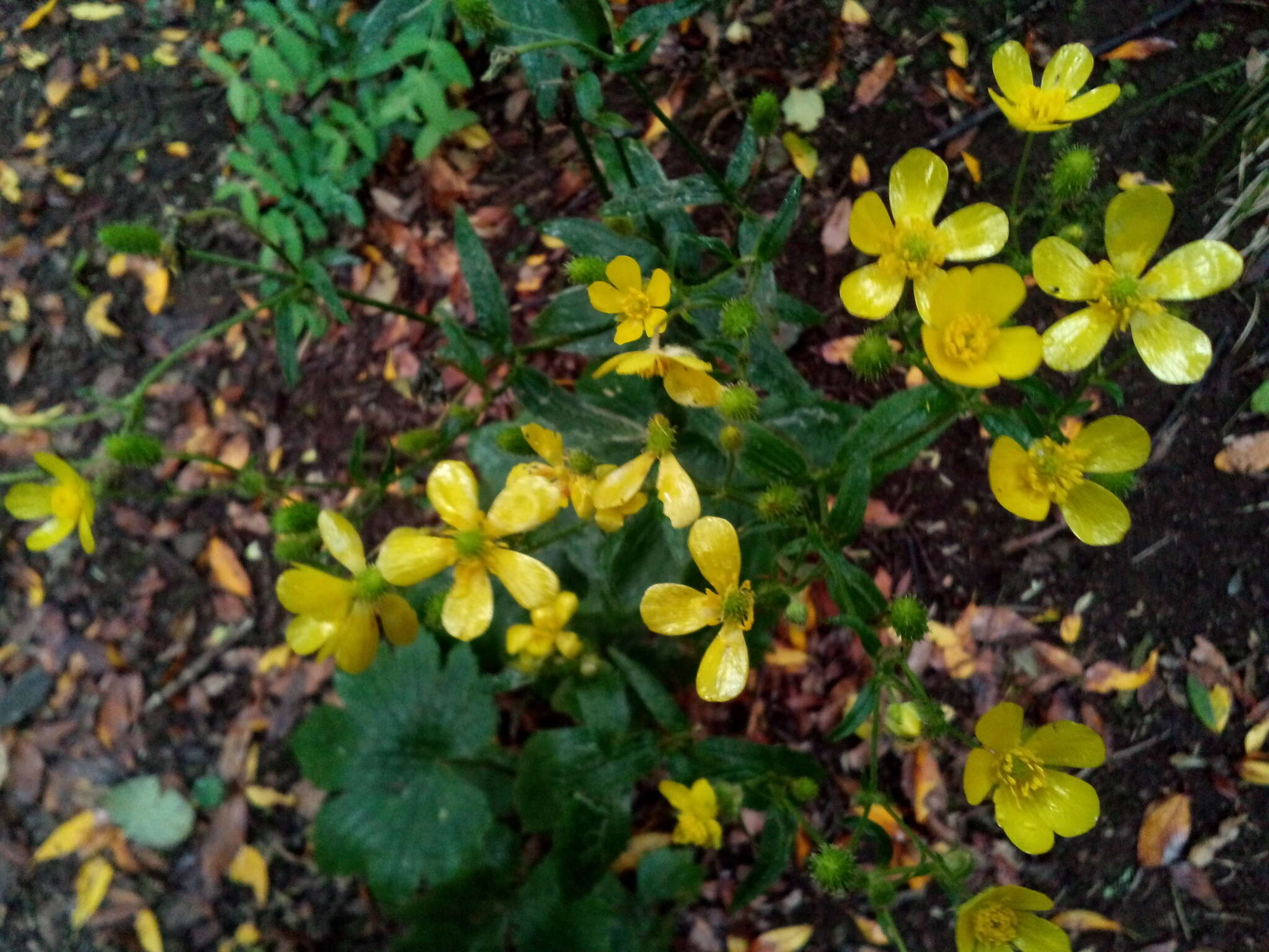 Image of Azores buttercup