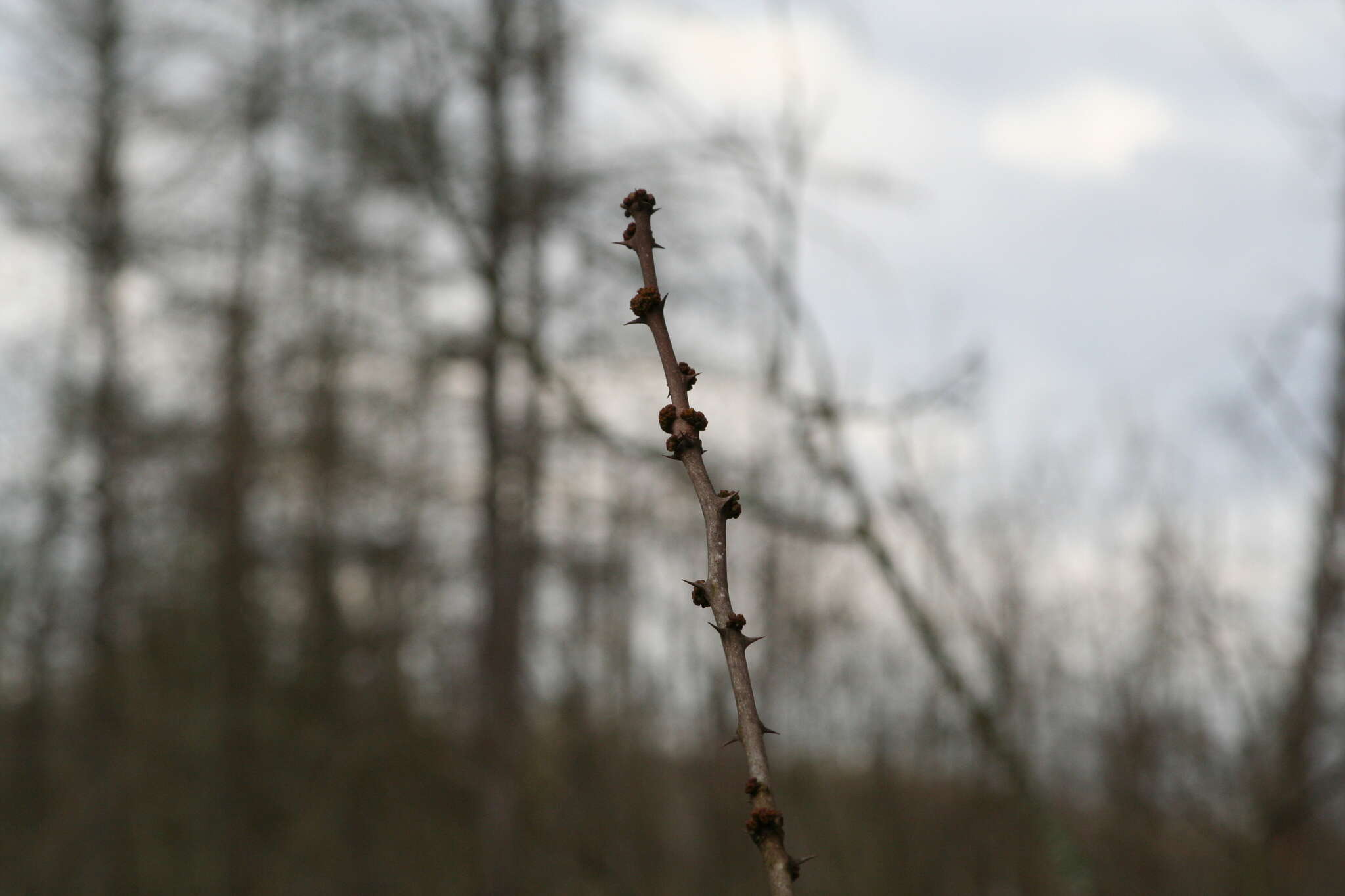 Image of common pricklyash