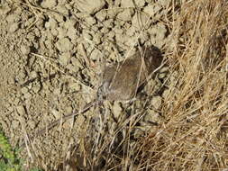 Image of California pocket mouse