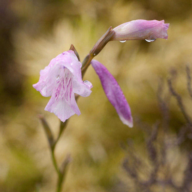 Imagem de Gladiolus hirsutus Jacq.