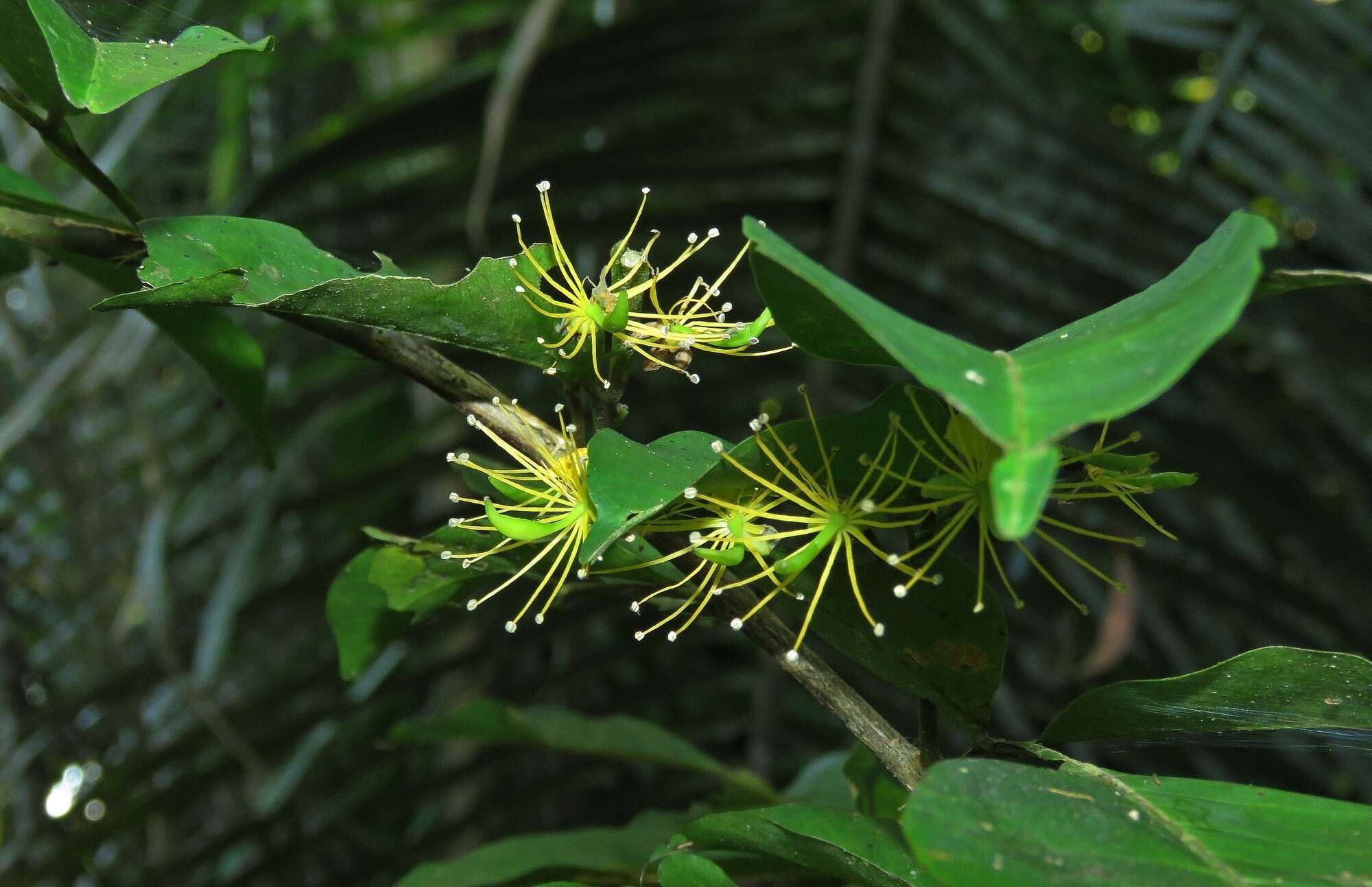 Image de Swartzia arborescens (Aubl.) Pittier