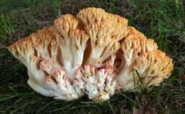 Image de Ramaria botrytoides (Peck) Corner 1950