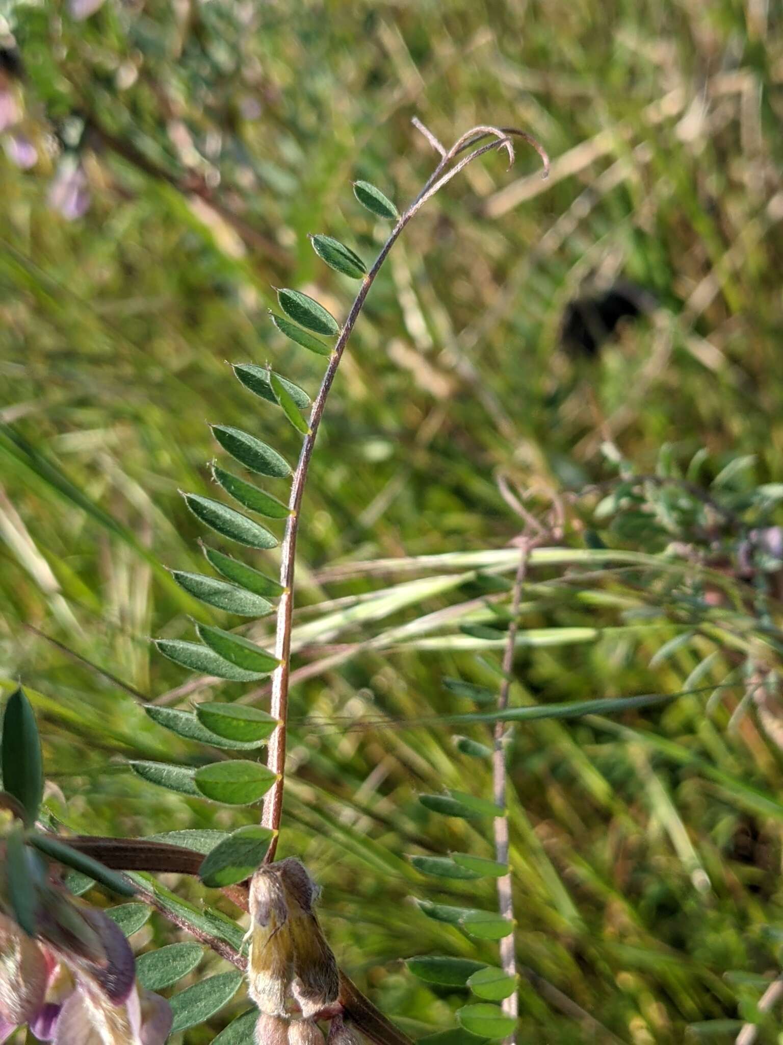 Image of Vicia pannonica subsp. striata