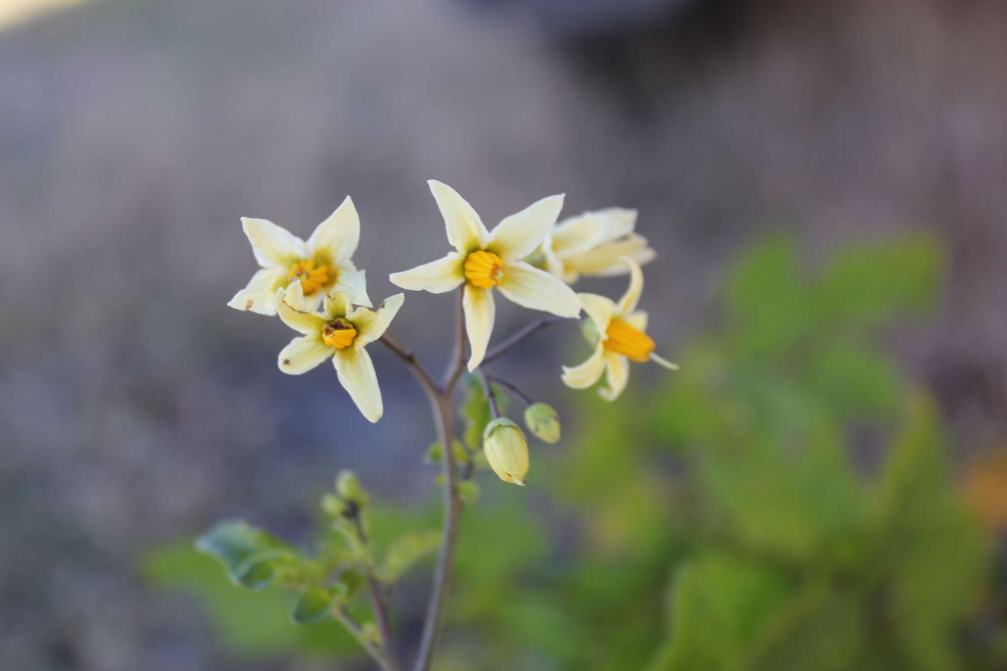 صورة Solanum cardiophyllum Lindl.
