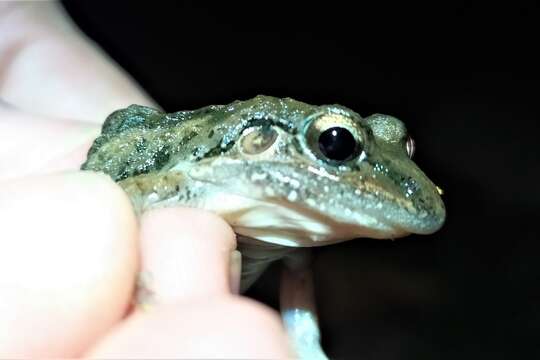 Imagem de Leptodactylus fragilis (Brocchi 1877)