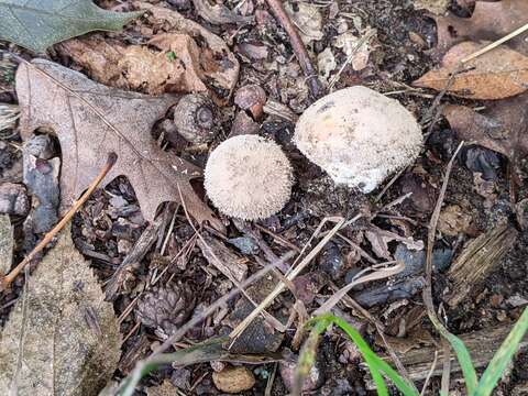 Image of Lycoperdon mauryanum Pat. ex Demoulin 1972