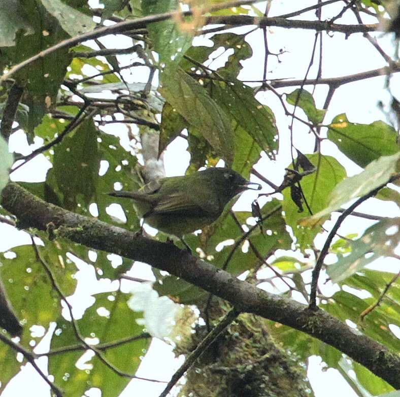 Image of Streak-necked Flycatcher