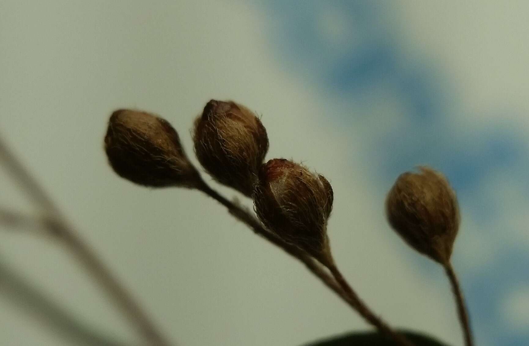 Image of Leggett's pinweed