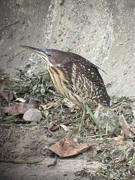 Image of Schrenck's Bittern