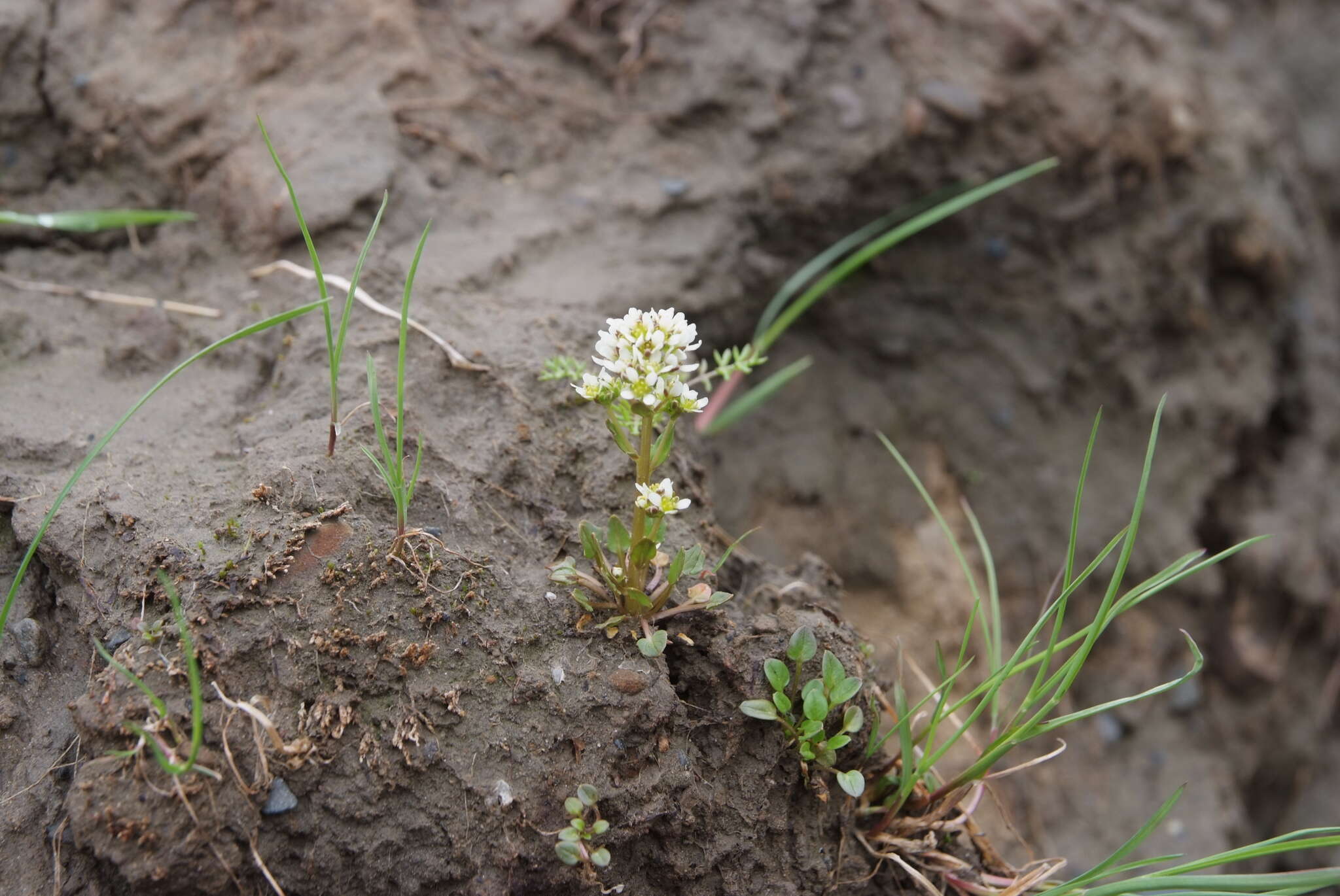 Image of Danish scurvygrass