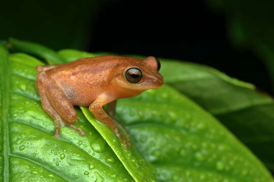 Image of Coorg Yellow Bush Frog