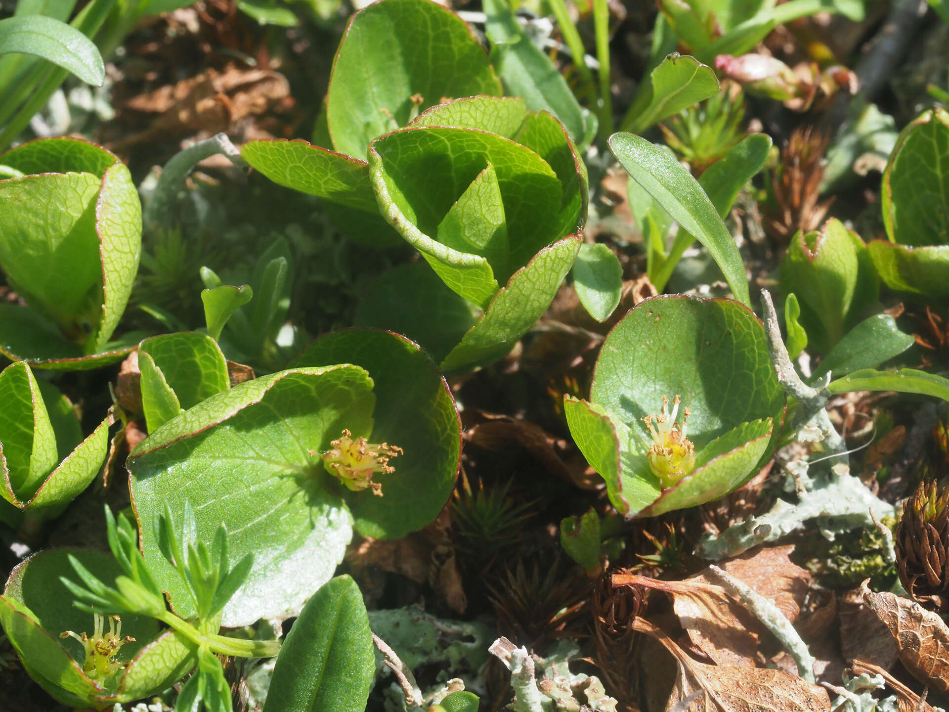 Image of snowbed willow