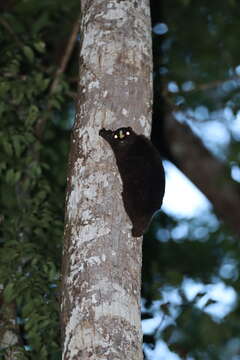 Image of Philippine Flying Lemurs