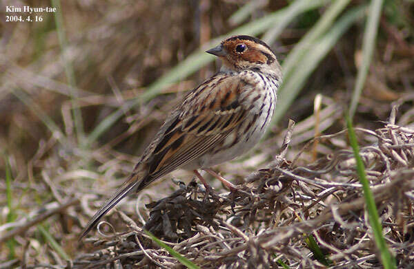 Image de Bruant nain