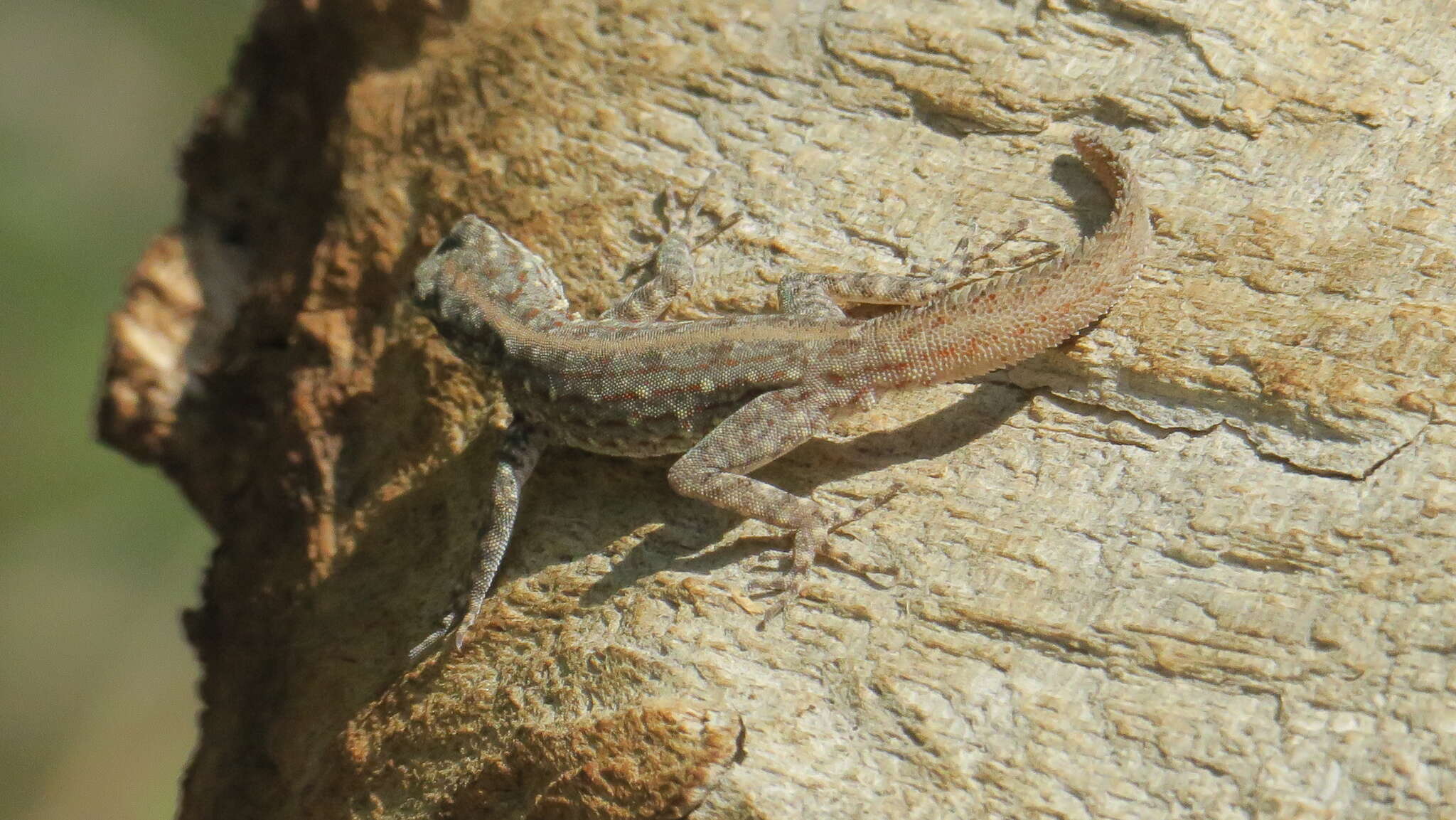 Image of Blandford's Semaphore Gecko