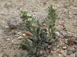 Image of roundspike cryptantha