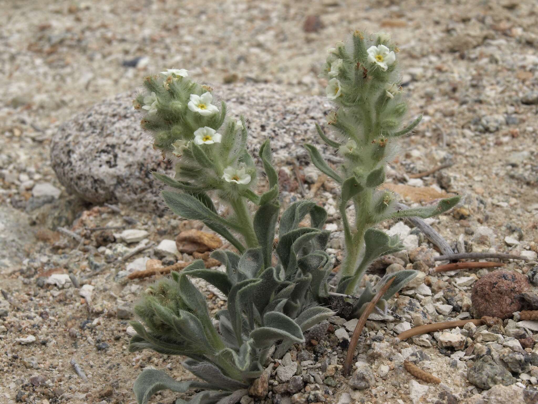 Image of roundspike cryptantha